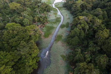 A fisherman transports arapaimas near Lago Serrado, a community on the Juruá River, a tributary of the Amazon. (credit: National Geographic/André Dib)