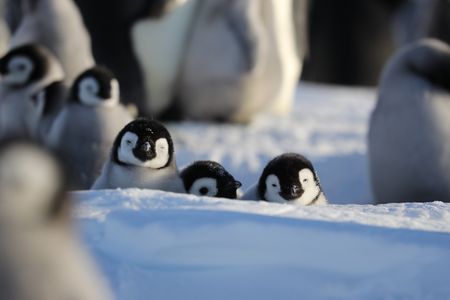 Emperor chicks peeking out over a mount(credit: National Geographic/Alex Ponniah)