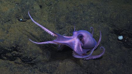 Dorado Octopus arms reaching out.  (mandatory photo credit: Schmidt Ocean Institute)