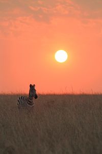 A plains zebra foal at sunset in the Masai Mara. (National Geographic for Disney/Charlie Luckock)