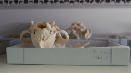 A close up of wolf skulls used for research in the Yellowstone Wolf Project. (National Geographic/Rick Smith)