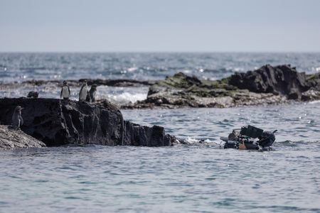 Cameraman Dan Beecham filming Galapagos penguins.  (credit: National Geographic/Bertie Gregory)