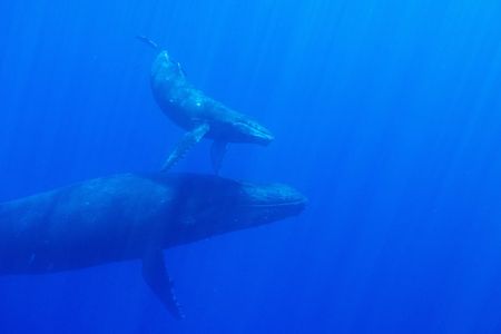 A humpback mother and calf swim through Hawaii's clear blue waters. (National Geographic for Disney/Kim Jeffries)