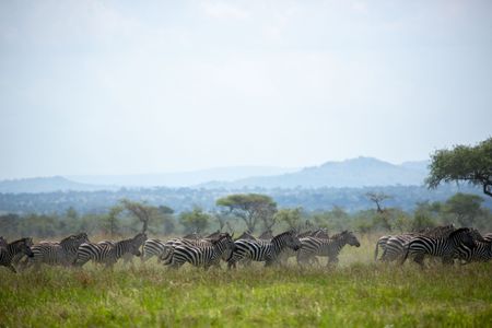 Plains zebra move across the Serengeti on their annual migration. (National Geographic for Disney/Holly Harrison)