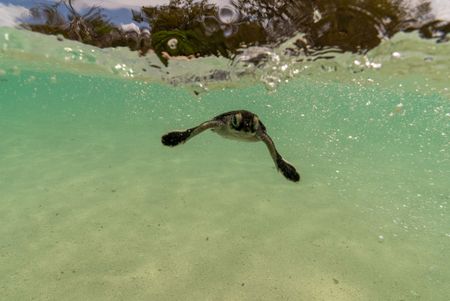 A turtle hatchling reaches the water. (National Geographic for Disney/Paul Satchell)