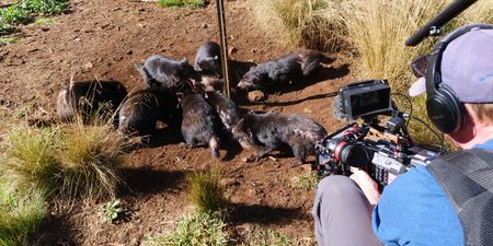 James Blake filming tasmanian devils eating. (Big Wave Productions)