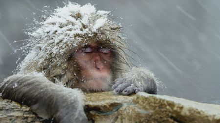 A Japanese macaque rests on stone with eyes closed in hot spring as snow falls in Japan. (Getty Images)