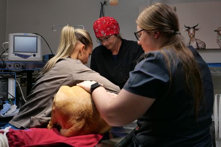 Vet techs Val Sovereign and Katelyn Fischer hold Maggie the dog still while Dr. Erin Schroeder gets her ready for surgery. (National Geographic)