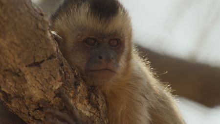 A capuchin leans on the branch of a tree in Brazil. (BBC Motion Gallery - BBC Natural History/Getty Images)