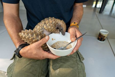 Baby Archie the pangolin joins Giles Clark for breakfast. (National Geographic/Cherique Pohl)