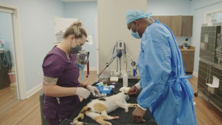 Dr. Ferguson and vet tech Jordan prepare to help Fern, the cat, with a sore paw. (National Geographic for Disney)