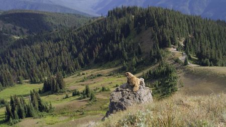 An endemic Olympic Marmot looks out over Hurricane Hill. (credit: National Geographic/Alex Cooke)