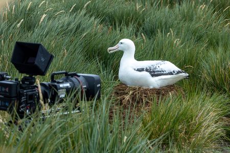A wandering albatross is filmed sitting on a nest. (National Geographic for Disney/Imogen Prince)