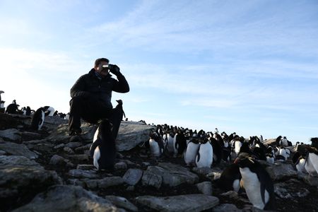 Dr Pablo Borboroglu among Rockhopper penguins, looking through binoculars.  (credit: National Geographic/Anthony Pyper)