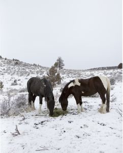 Tow horses eating hay in the snow. (Big Wave Productions)