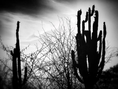 Sinaloa cactus at sunset. (Nick Quested)
