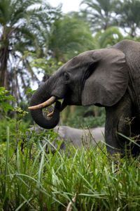 In the rainforests of Odzala, much of the vegetation is poisonous to eat for Forest elephants. Instead they only eat small amounts of each plant species, so as not to ingest too much.  (National Geographic for Disney/Fleur Bone)
