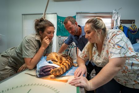 Emma De Jager, Giles Clark and veterinarian Debbie English with an adult pangolin after it is fitted for a radio telemetry tag. (National Geographic/Mark Challender)