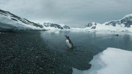 A gentoo penguin emerges from the sea with mountains in background in Antarctica. (Getty Images)