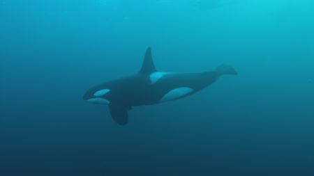 An orca swims underwater by itself in the Norwegian sea. (BBC Motion Gallery - BBC Natural History/Getty Images)