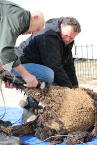 Dr. Pol and Charles Pol shear the pregnant Merino sheep to gather their wool, at the Pol family's farm. (National Geographic)