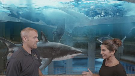 Dr. Mike Heithaus and Dr. Diva Amon speaking in the shark lab studio while a GFX Great White sharks swims around in the background. (National Geographic)