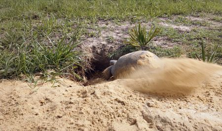 Building its home, a gopher tortoise uses its paddle arms to excavate sand in the Florida scrub ecosystem.  (credit: National Geographic/Jake Hewitt)