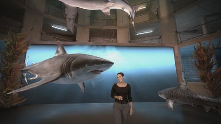 Dr. Diva Amon in the shark studio lab with various GFX species of Sharks in the background. (National Geographic)