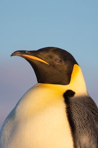 An emperor penguin in Atka Bay, Antarctica. (National Geographic/Bertie Gregory)