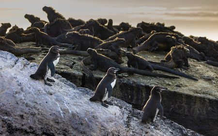 A small group of adult Galapagos penguins sharing a rock with a large group of Galapagos Marine iguanas.  (credit: National Geographic/Bertie Gregory)