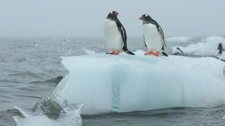 Two Gentoo penguins stand on small iceberg floating on ocean in Antarctica (Getty Images)