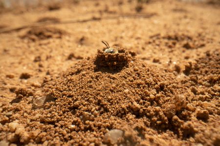 A globe mallow bee peeps out from her nest. She digs several of these nests in the ground where she will eventually lay her eggs.  (National Geographic/Jeff Reed)