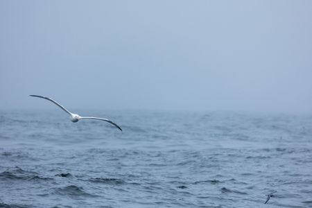 A wandering albatross glides over the waves. (National Geographic for Disney/Imogen Prince)