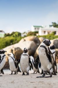 African Penguins on the beach.  (credit: National Geographic/Andres Cardona Cruz)