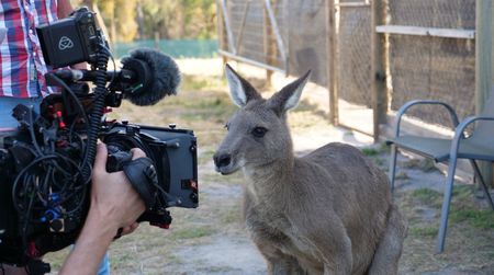 Max the kanagaroo looks into the camera. (Big Wave Productions)