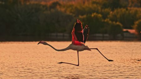 A flamingo takes flight, just skimming the surface of a mud flat in France. (Getty Images)