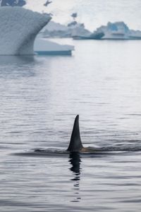 An antarctic 'B2' type orca in the Gerlache Strait. (National Geographic for Disney/Kenneth Perdigon)