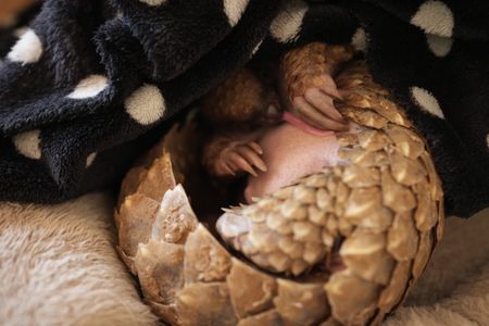 Archie the orphan pangolin licks milk off his belly after feeding. (National Geographic/Cherique Pohl)