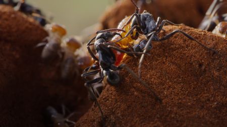 Matabele ants locked in battle with a termite soldier. (National Geographic/Romilly Spiers)