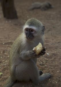 Vervet monkey eating an apple. (Big Wave Productions)