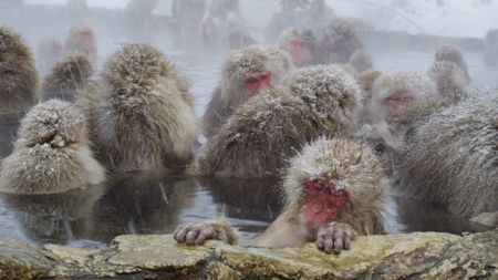 Group of macaques in hot spring with one leaning on the edge with eyes closed in Japan. (Getty Images)