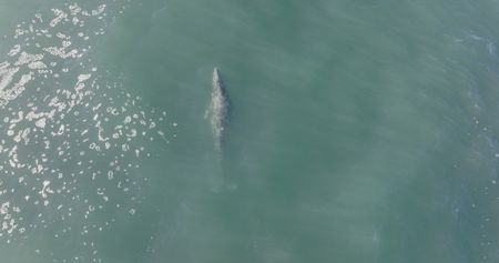 A Grey whale comes up for air as it travels along the Pacific Coast on its annual migration. (credit: National Geographic/Alex Cooke)