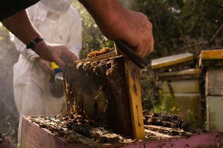 Honey is harvested in Niue. The island's isolation has protected bees from disease and parasites. The bees play an important role in biodiversity in Niue. (National Geographic/James Peterson)