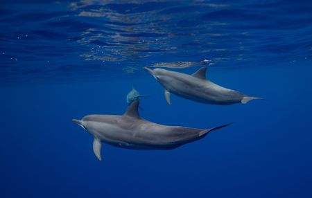 Three spinner dolphins swim through crystal clear waters in Niue. National Geographic Pristine Seas, in collaboration with the Governments of Niue (GON) and Tofia Niue, embarked on a scientific survey to document marine biodiversity in the small island nation known for its crystal-clear waters teeming with sea life—from humpback whales, gray reef sharks, 80-pound groupers, and other marine life. Located in the South Pacific, 1,300 miles northeast of New Zealand between Fiji, Samoa and Tonga, Niue is one of the largest elevated coral atolls in the world. The Pristine Seas Niue expedition is the third stop on The Global Expedition, an ambitious five-year collaboration with central and western Pacific Island nations. (National Geographic/Manu San Félix)