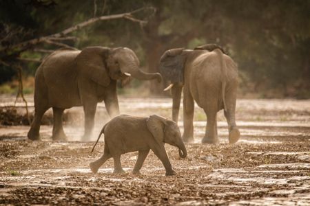 Newborn elephant calf joins the herd again after making a marathon attempt at keeping up with the herd, crossing miles to do so. (National Geographic for Disney/Robbie Labanowski)
