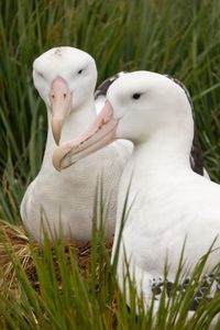 A pair of wandering albatross. These birds can live for over fifty years and mate for life. (National Geographic for Disney/Holly Harrison)