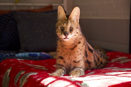 A serval sitting on a bed. (Big Wave Productions)