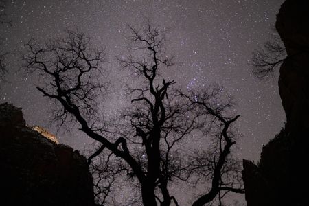 The silhouette of a solitary tree against a twinkling, star-filled sky in Zion Canyon.  (National Geographic/Jeff Reed)