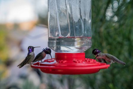 Costa Hummingbirds. (National Geographic/Jon Kroll)