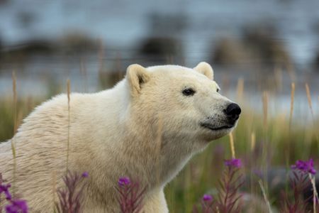 A young polar bear looking into the distance on the shore of Hudson Bay, Canada. (National Geographic for Disney/Imogen Prince)